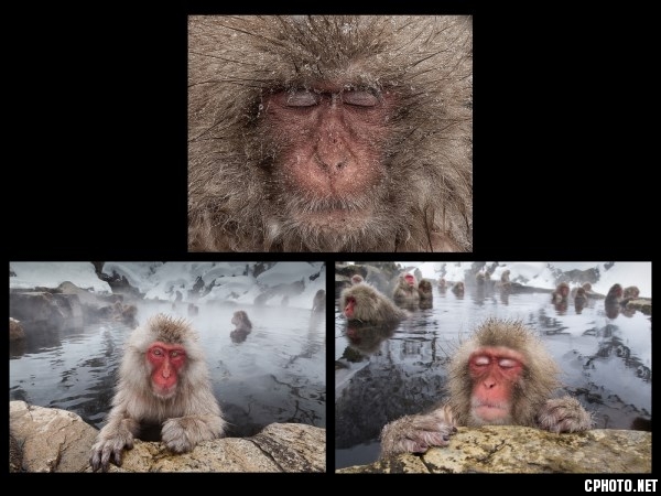 FIAP SILVER MEDAL-JAPANESE MACAQUES-David LARONDE-Canada.jpg