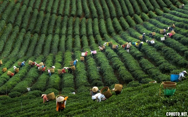 FIAP BRONZE MEDAL - BEST CULTURE-TEA PICKING NO.1-Thach HOANG NGOC-Vietnam.jpg