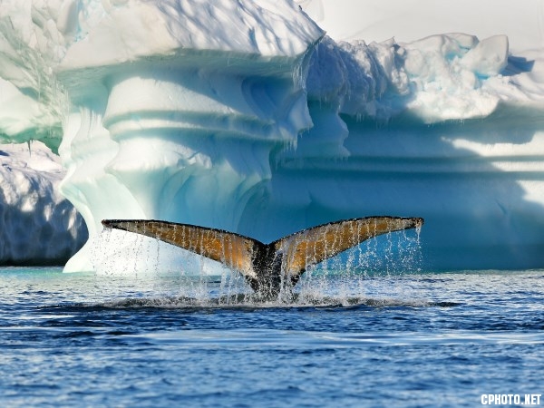 PSA BRONZE MEDAL - BEST SEASCAPE-ANTARCTICA 769-Achim KOEPF-Germany.jpg