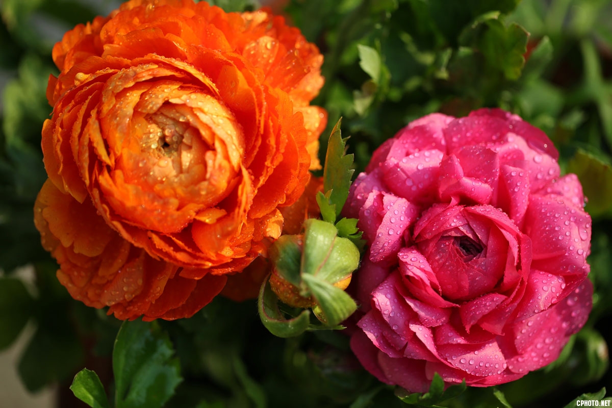 AB8J1397-1.jpg