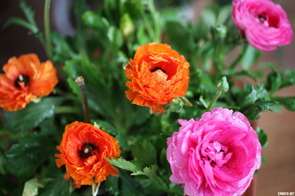 AB8J1623-1.jpg