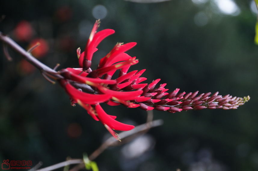 DSC_0865.jpg