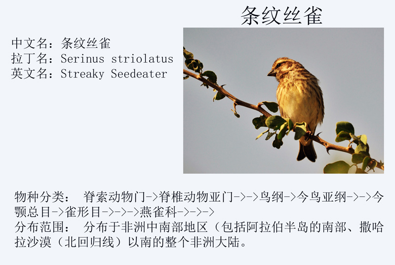 1条纹丝雀jpg.jpg