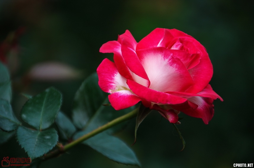 DSC_0717.jpg