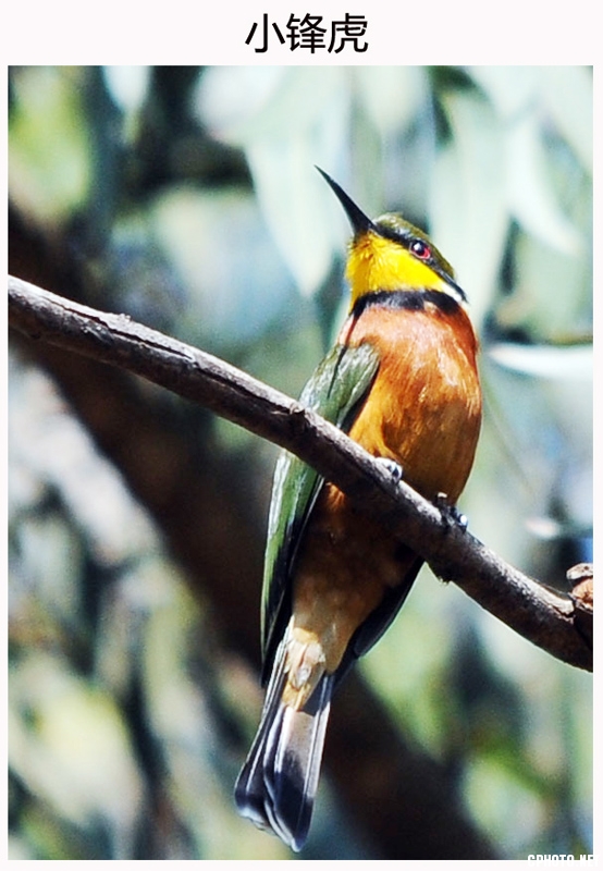 3、4小蜂虎 学名：Merops pusillus.jpg