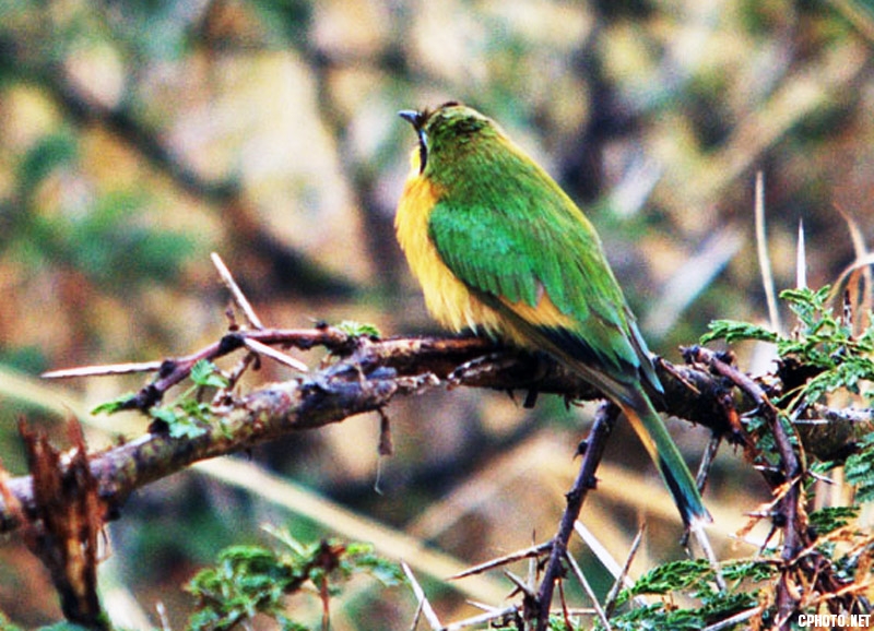 小蜂虎 学名：Merops pusillus (2).jpg