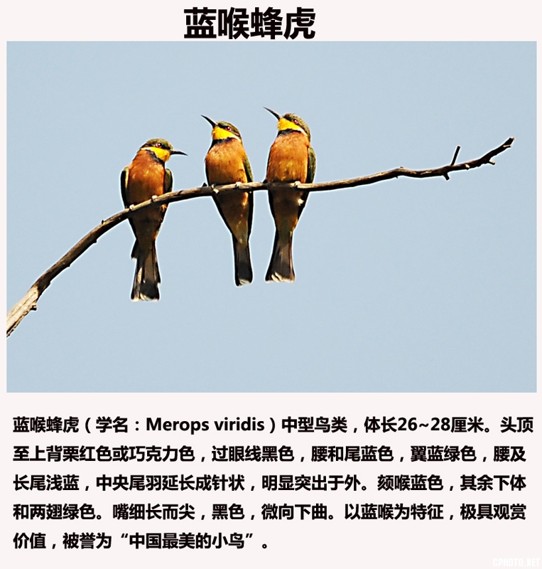 小蜂虎 学名a：Merops pusillus.jpg