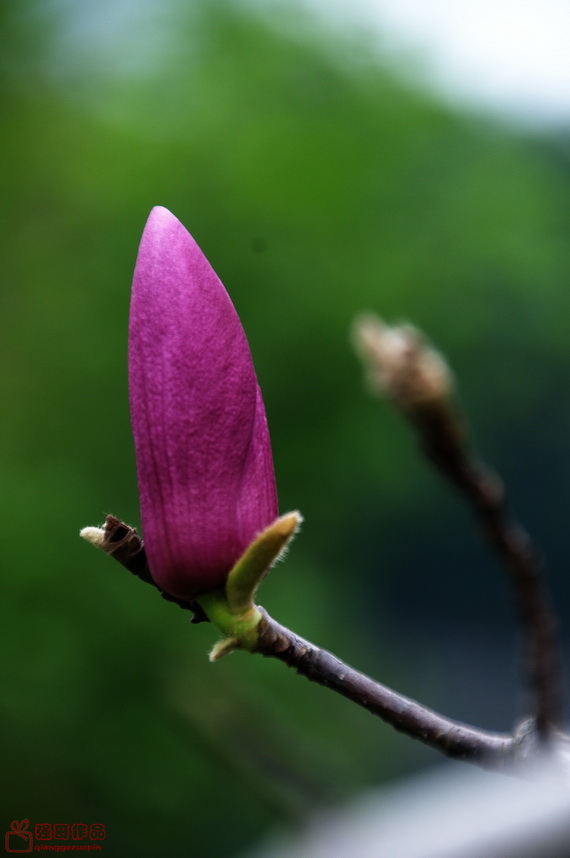 DSC_0795.jpg