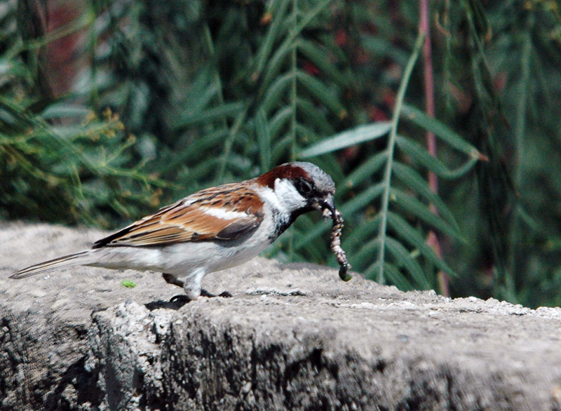 DSC_4536.jpg