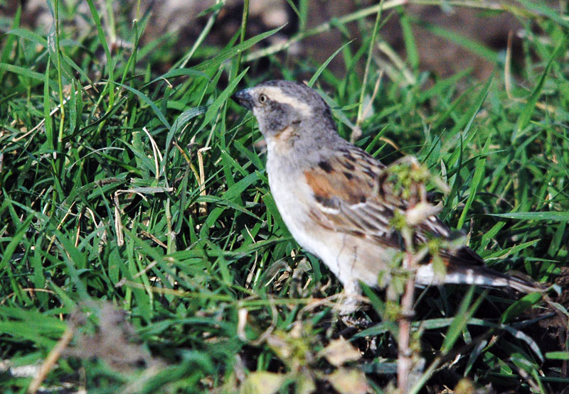 DSC_4936.jpg