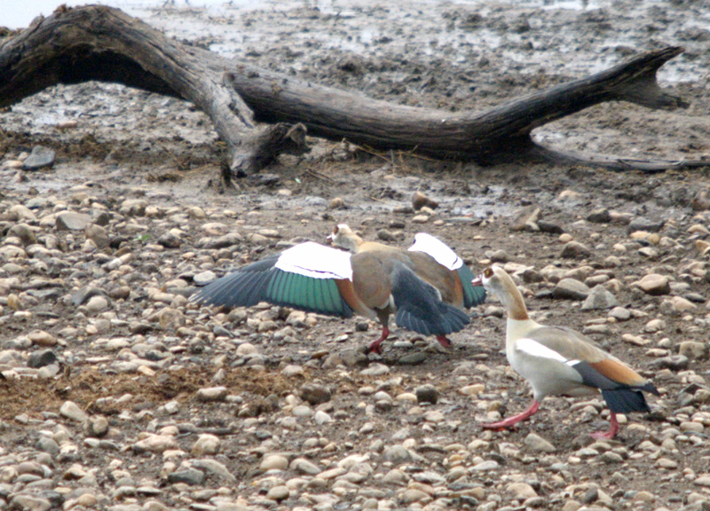 DSC_6356.jpg