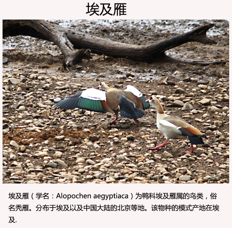埃及雁 学名：Alopochen aegyptiaca.jpg