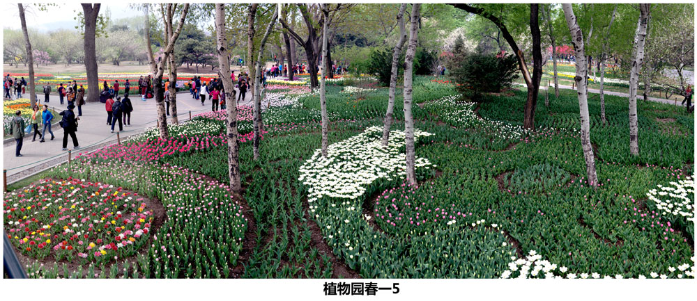 植物园春一5.jpg