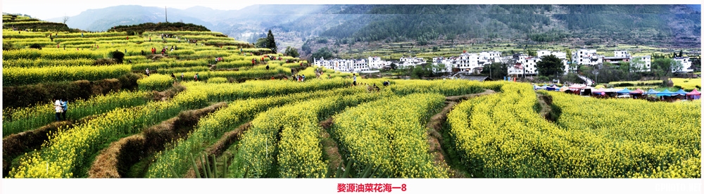 婺源油菜花海一8.jpg