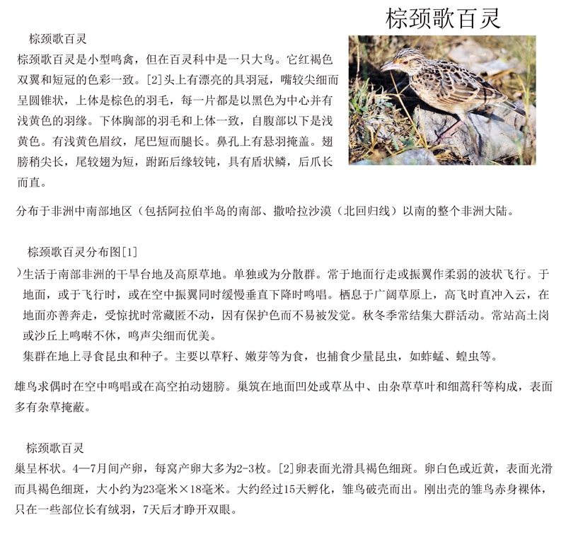 1棕颈歌百灵.jpg