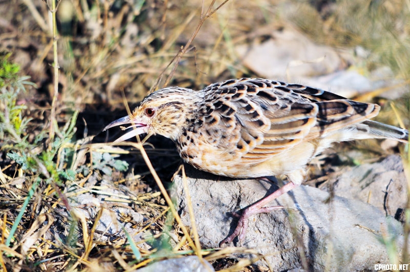 DSC_9949.jpg