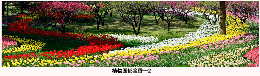 植物图郁金香一2.jpg