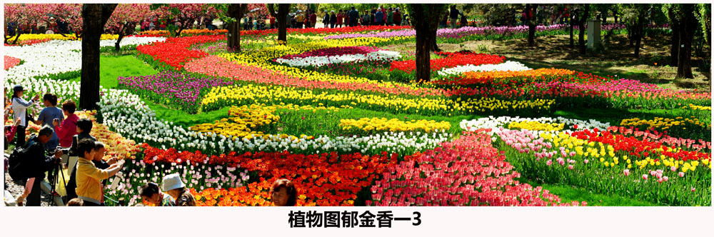 植物图郁金香一3.jpg