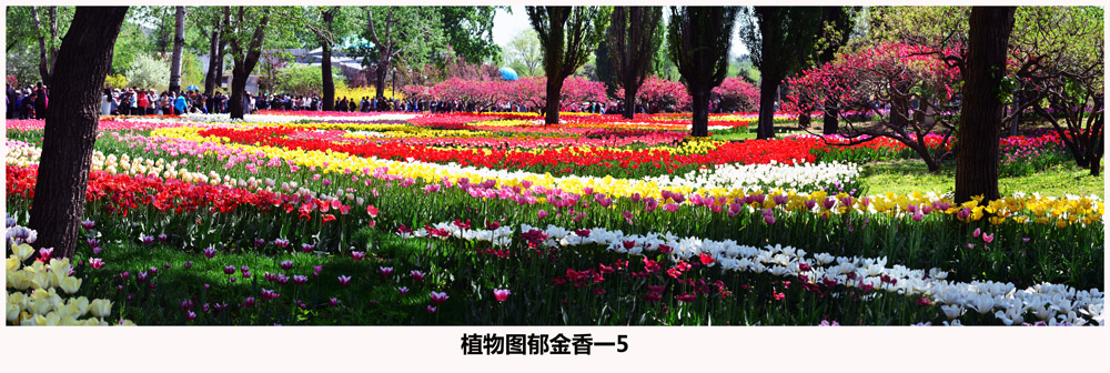 植物图郁金香一5.jpg