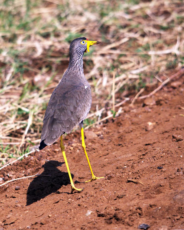 黑喉麦鸡 学名：Vanellus senegallus.jpg