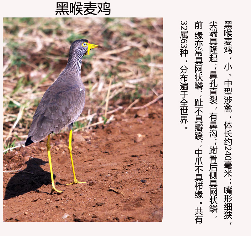 黑喉麦鸡 学名：Vanellus senegallus副本.jpg
