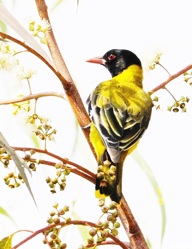 东非黑头黄鹂 学名：Oriolus larvatus.jpg