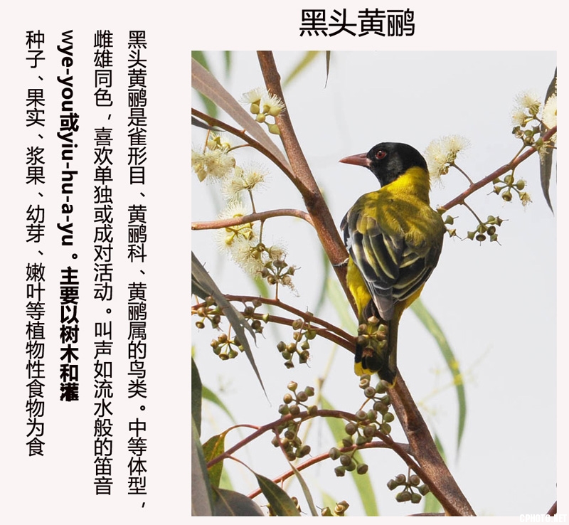 东非黑头黄鹂 学名a：Oriolus larvatus副本.jpg