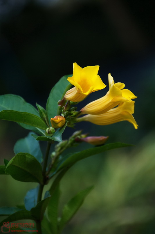 DSC_2577.jpg