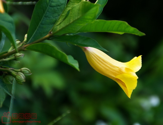DSC_2581.jpg