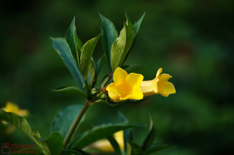 DSC_2584.jpg