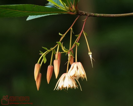 DSC_25b64.jpg