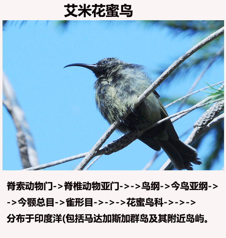 艾米花蜜鸟？a.jpg