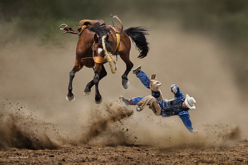 Kam Chiu Tam-The Mad Horse-Colour-RPS Gold.jpg