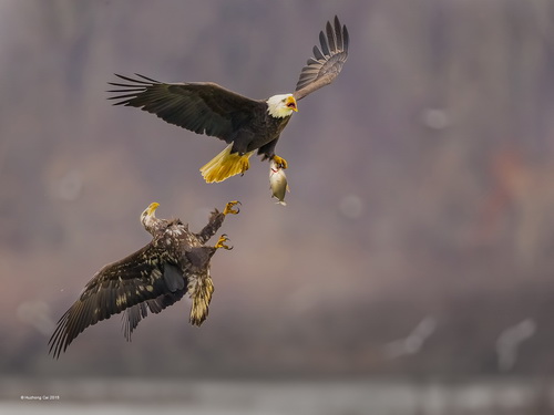 Huzhong Cai-Can We Share the Fish-Nature-RPS Gold.jpg