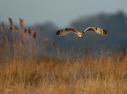 Philip Kirk-Short Eared Owl Hunting-Nature-FIAP Gold.jpg