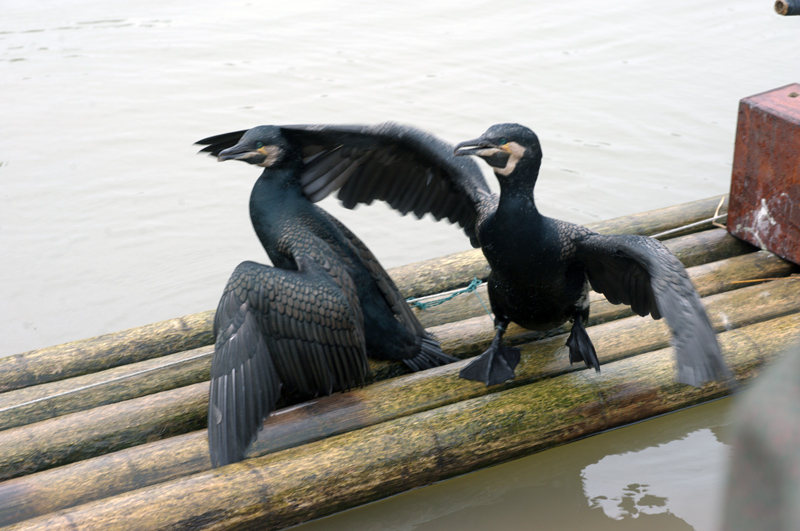 DSC_8388.jpg