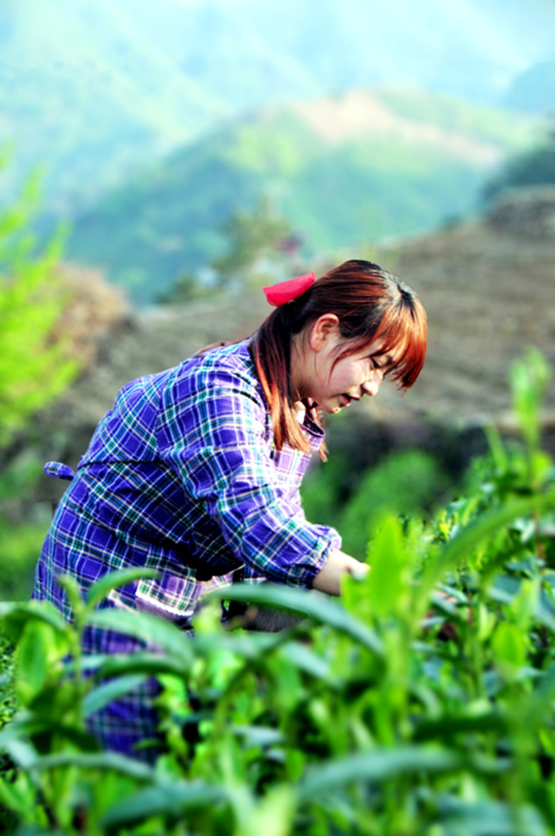 采茶女  .jpg
