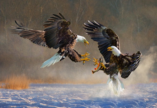 Man-Kui, Wisely NG Eagle Fight Hong Kong FIAP Gold medal.jpg