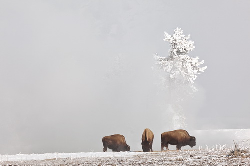 Peter Clark Bison in Thermal Area England FIAP Bronze medal.jpg