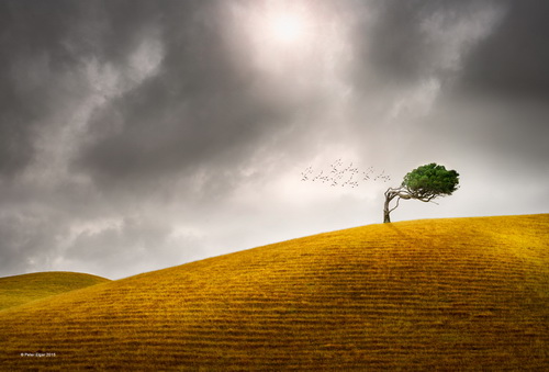 Peter Elgar Korumburra Tree Australia SIEP Gold award - Landscape.jpg
