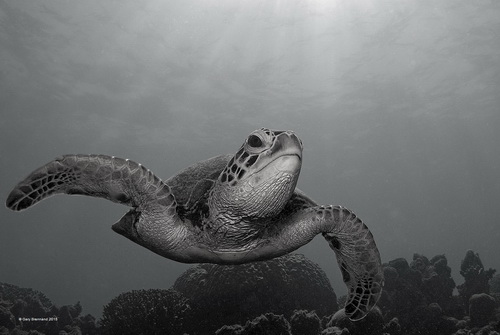 Gary Brennand Sun Turtle Australia APS Silver plaque.jpg