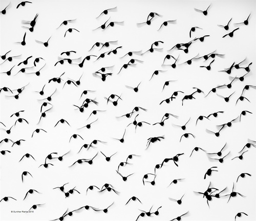 Gunther Riehle Auklets Dawn Abstract 3 BW Germany SH Bronze medal.jpg