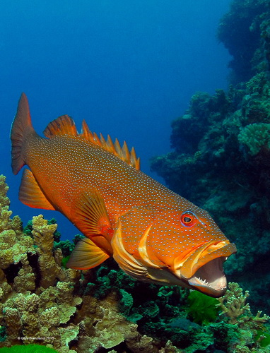 Gary Brennand Trout Mouth Australia UPI Gold medal.jpg