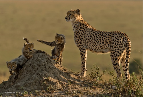 Ian Whiston Cheetah Watching over Cubs England SH Gold medal.jpg