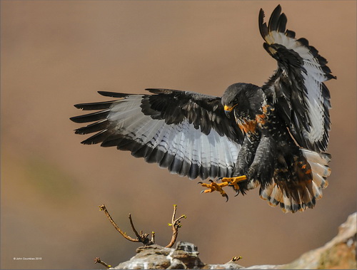 John Coumbias Aproaching Landing South Africa PSA Silver medal - Wildlife.jpg