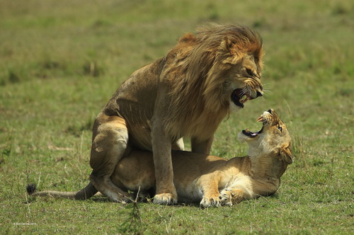 Bob Devine Lion Love England SH2 Silver medal.jpg