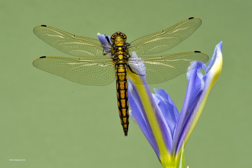 Tim Withall Four Spotted Chaser on Blue Iris England SH3 Bronze medal.jpg
