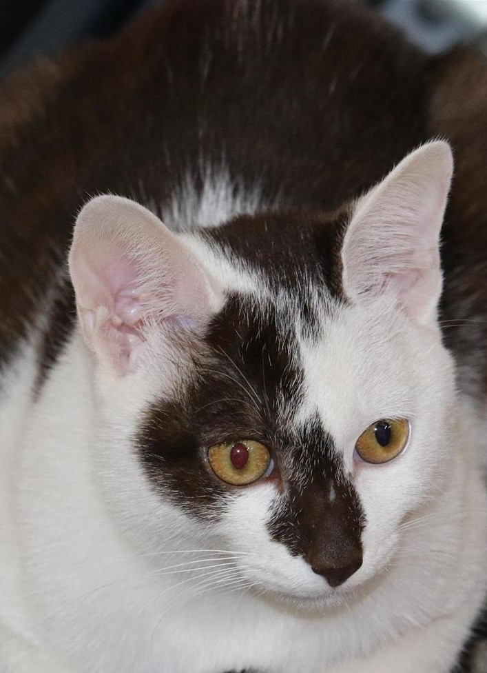 3猫眼.jpg
