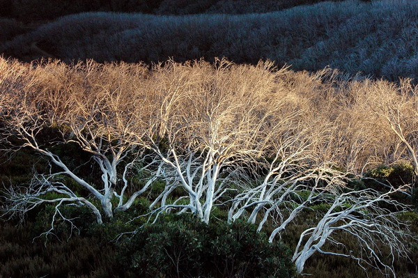 01-FIAP-Gold-Margaret-Edwards-Australia-Snow-Gums-at-First-Light.jpg