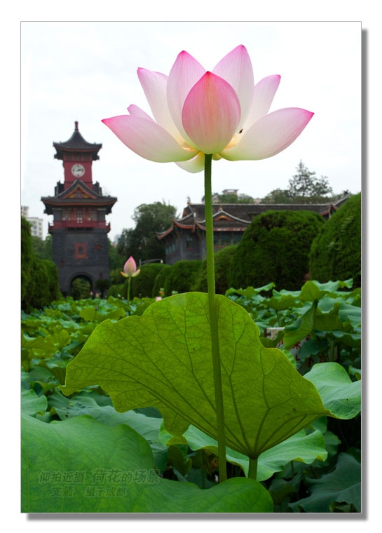 5图-3《仰拍近摄--荷花的场景》    支箭-独创用改制摄影杆撑相机拍摄.jpg